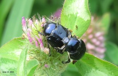 Popillia flavosellata