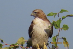 Buteo jamaicensis