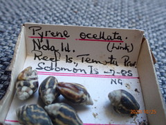 Pictocolumbella ocellata