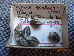 Pictocolumbella ocellata