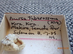 Bursa tuberosissima