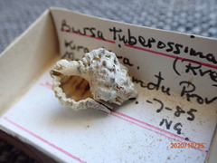 Bursa tuberosissima