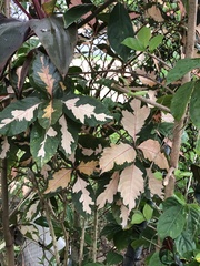 Graptophyllum pictum