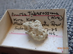 Bursa tuberosissima