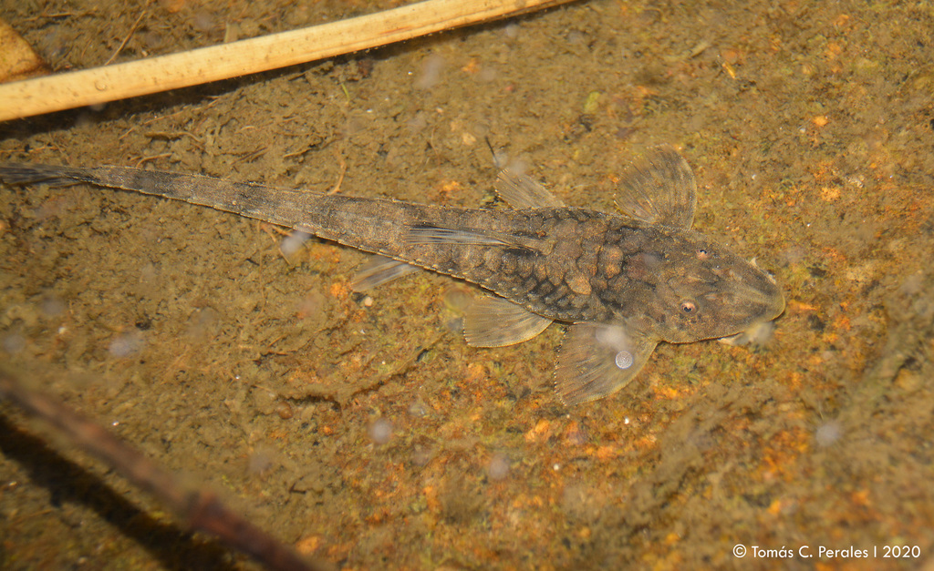 Rineloricaria catamarcensis