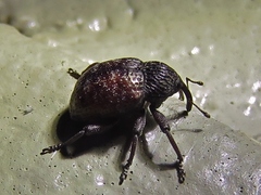 Chalcodermus collaris