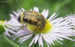 Lasiotrichius succinctus