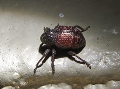 Chalcodermus collaris