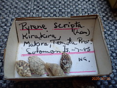 Mitrella scripta