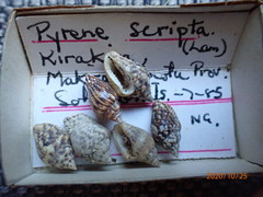 Mitrella scripta