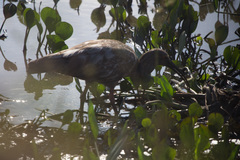 Theristicus caerulescens
