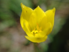 Zephyranthes filifolia