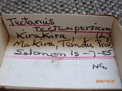 Tectarius tectumpersicum