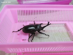 Trypoxylus dichotomus