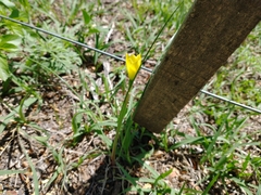 Zephyranthes filifolia