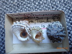 Tectarius tectumpersicum