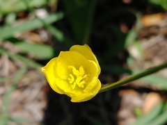 Zephyranthes filifolia