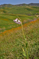 Fritillaria striata