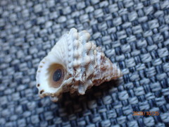 Tectarius tectumpersicum