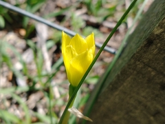 Zephyranthes filifolia