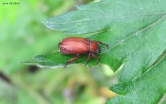 Adoretus tenuimaculatus