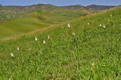 Fritillaria striata
