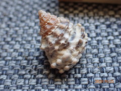 Tectarius tectumpersicum