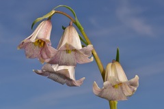 Fritillaria striata