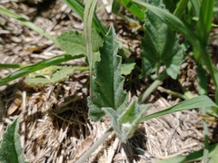 Convolvulus hermanniae