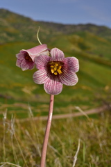 Fritillaria striata
