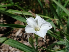 Convolvulus hermanniae