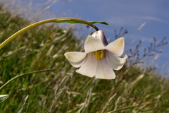 Fritillaria striata