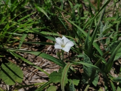 Convolvulus hermanniae