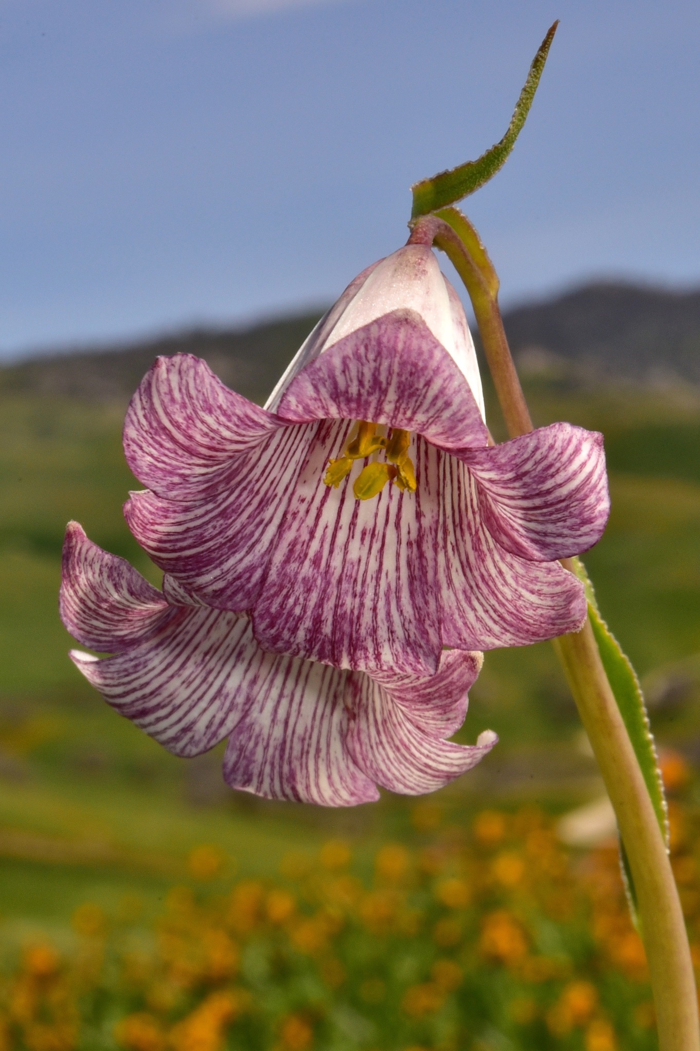 Fritillaria striata