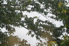Chlorospingus canigularis