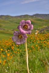 Fritillaria striata