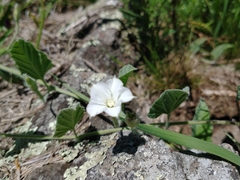 Convolvulus hermanniae