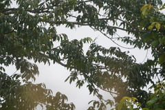 Chlorospingus canigularis
