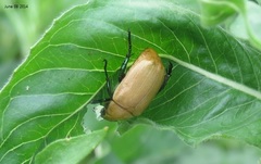 Callistethus plagiicollis