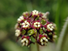 Oxypetalum arnottianum