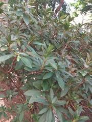 Rhododendron pulchrum phoeniceum