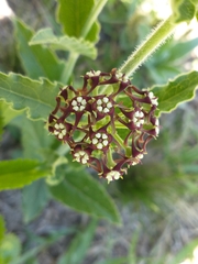 Oxypetalum arnottianum