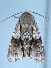 Turnerinycta phaeocosma