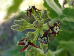 Oxypetalum arnottianum