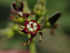 Oxypetalum arnottianum