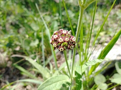 Oxypetalum arnottianum