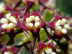 Oxypetalum arnottianum