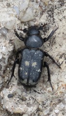 Clinterocera scabrosa