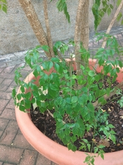Heteropanax fragrans