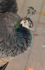 Pavo cristatus × muticus